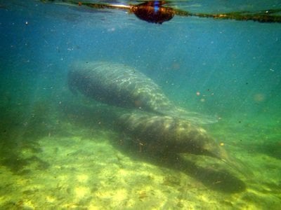 swimming with manatees in crystal river, florida