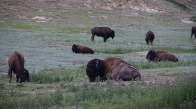 bison in theodore roosevelt national park
