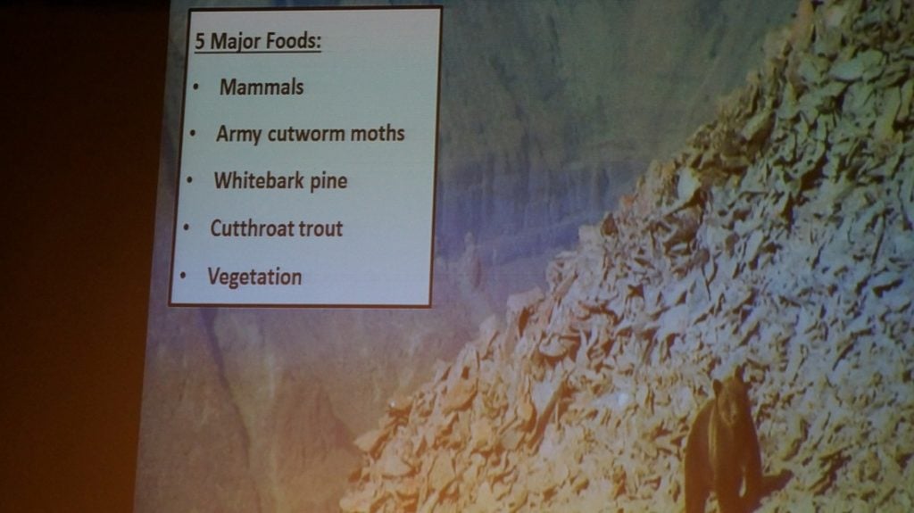 grizzly bear major foods