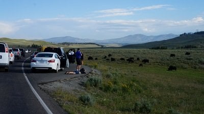 tourists at yellowstone national park