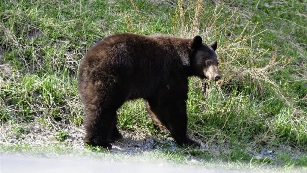 black bear in canada