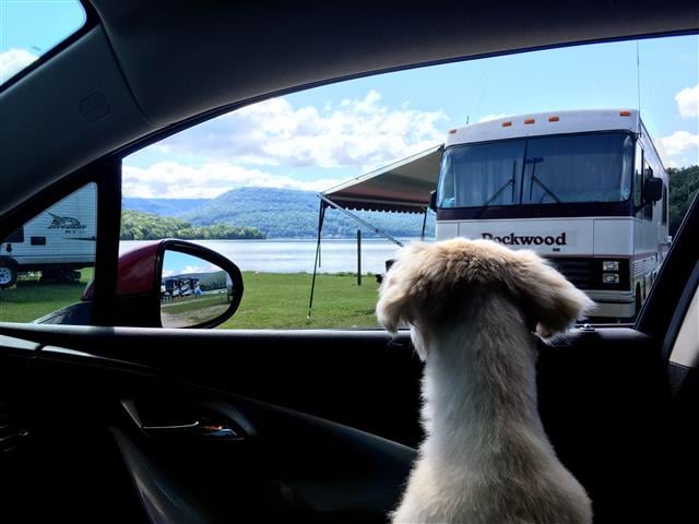 rving with pets