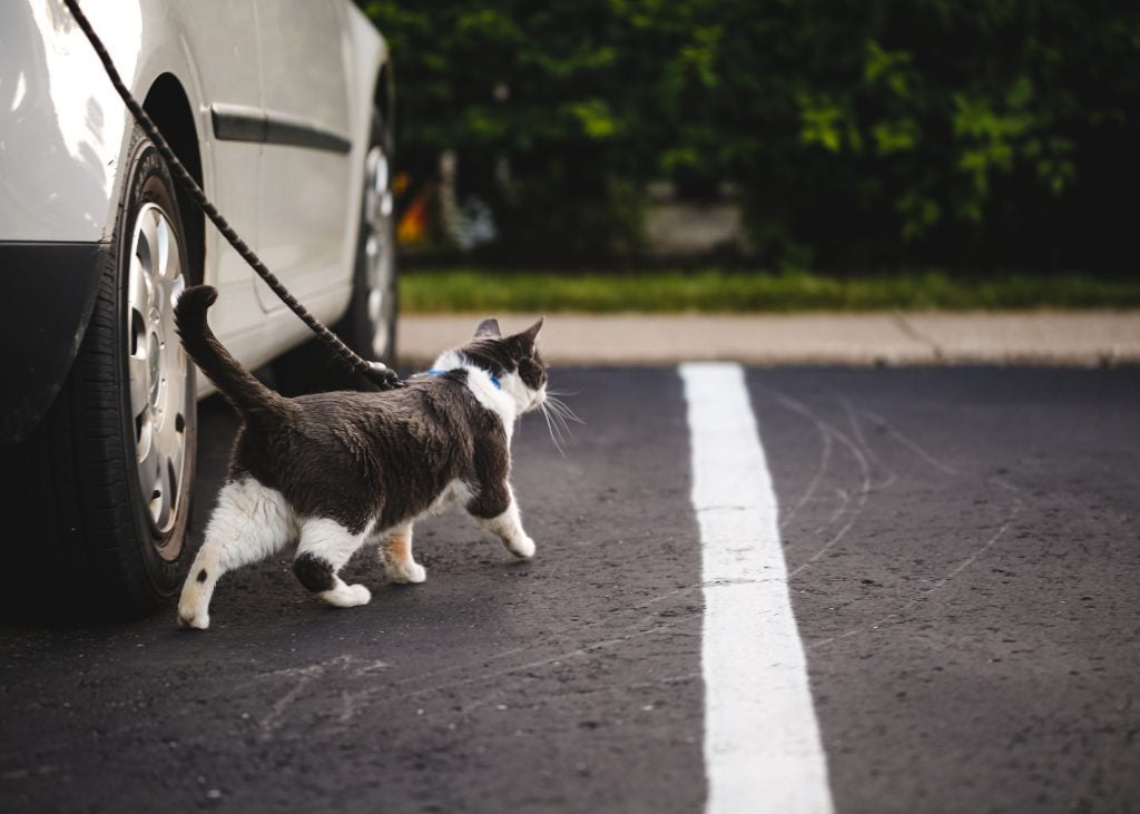 cat walking on leash outdoors