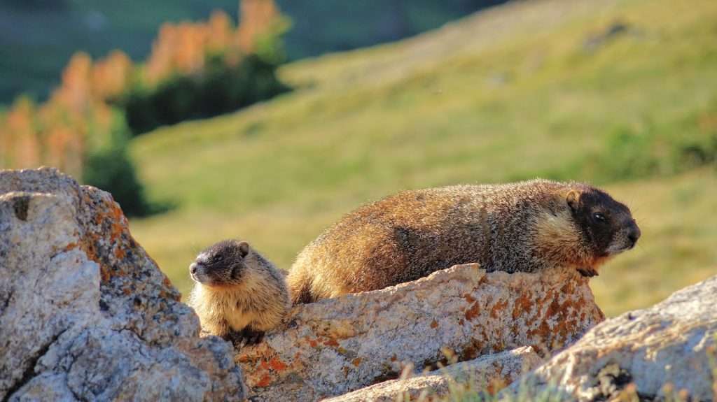 marmots in rocky mountain national park