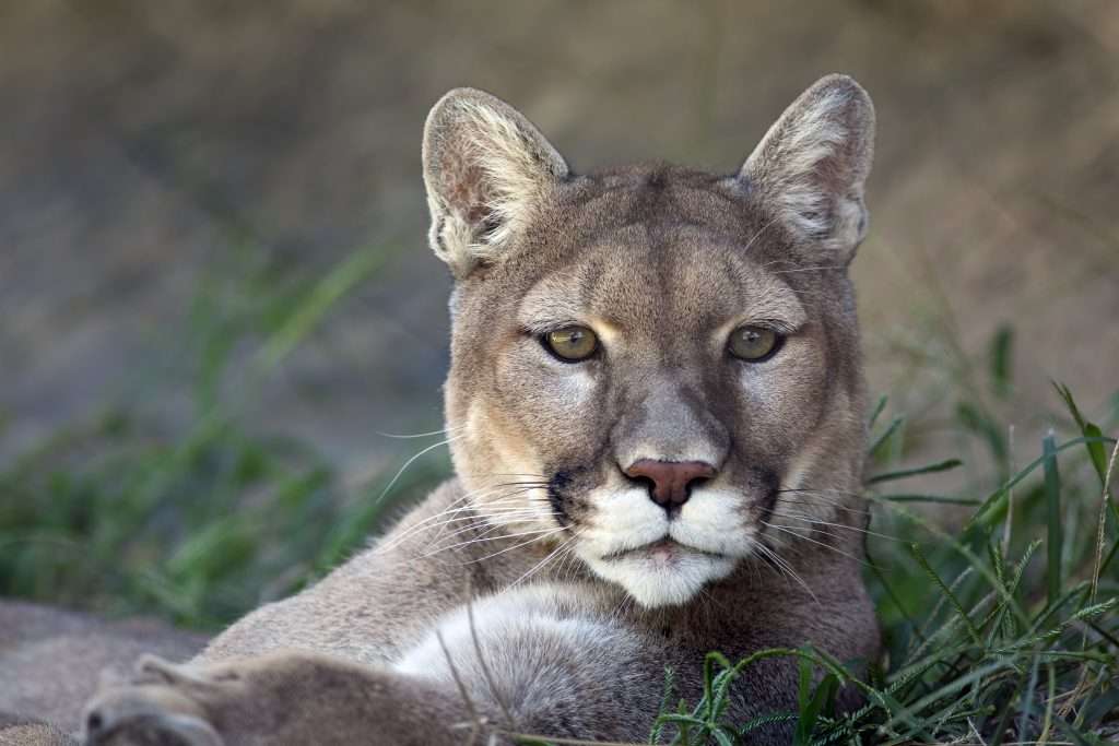 A close up shot of a mountain lion (Puma concolor) laying down in the grass.