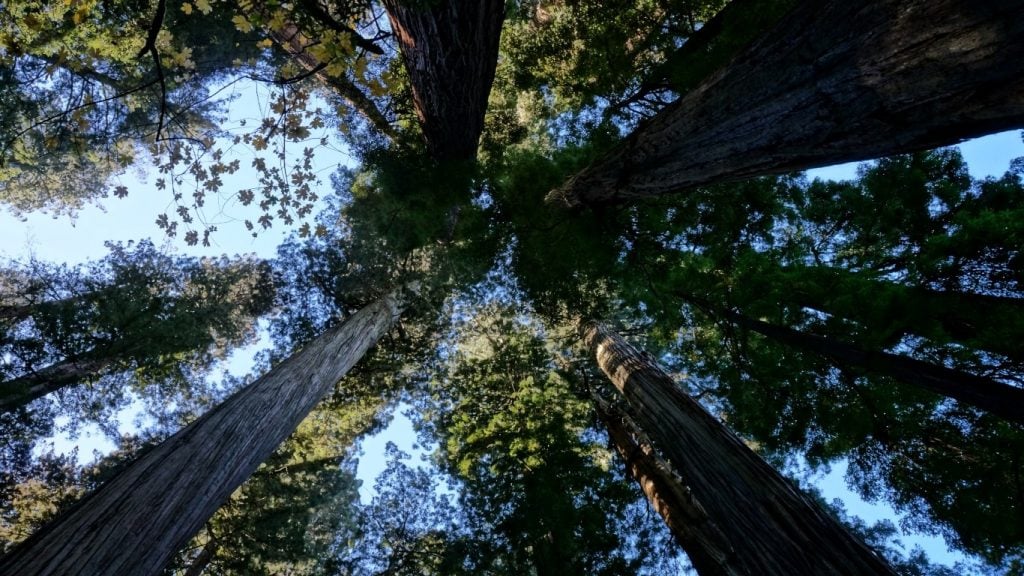 Redwood National Park, looking up, tall trees