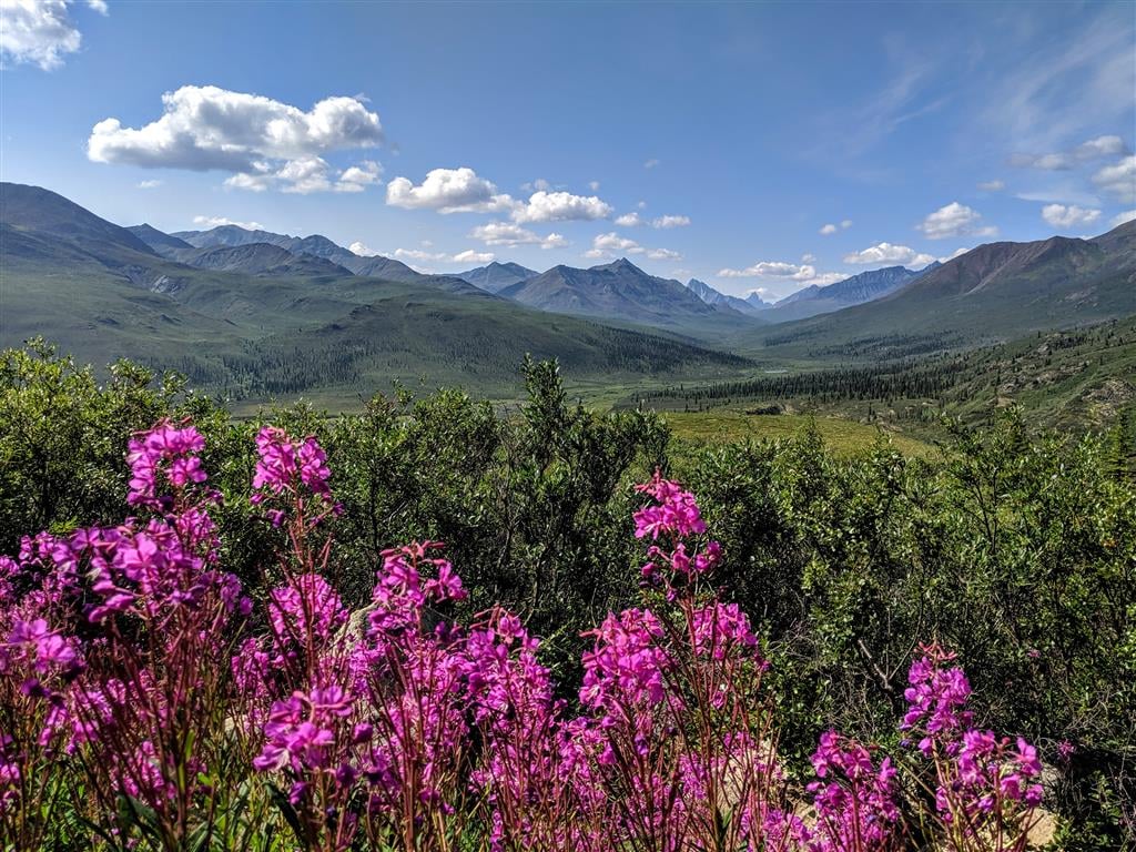 Fireweed in the arctic